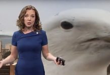 VIDEO VIRAL: Una gaviota gigante sabotea en directo la intervención de meteorólogo en televisión