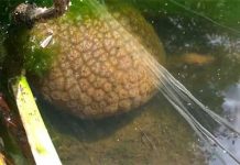 Video: Laguna en Canadá es invadida por extraños “cerebros babosos”