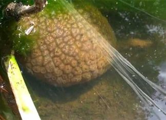 Video: Laguna en Canadá es invadida por extraños “cerebros babosos”