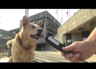 Canadá: Conoce el perro candidato a alcalde
