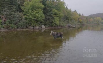Video Viral: Dron capta épica batalla entre un alce y un lobo en Canadá