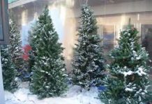 Panamá importa más de 100.000 árboles de Navidad canadienses