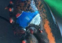 Canadá: Pescan una langosta con tatuaje del logo de Pepsi