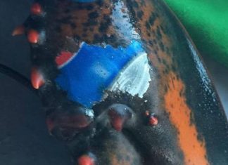 Canadá: Pescan una langosta con tatuaje del logo de Pepsi