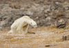 Viral: Graban la agónica muerte de un oso polar famélico en Canadá