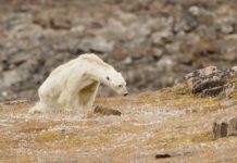 Viral: Graban la agónica muerte de un oso polar famélico en Canadá