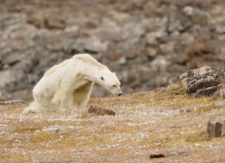 Viral: Graban la agónica muerte de un oso polar famélico en Canadá
