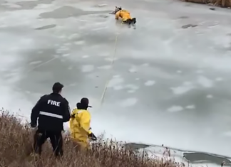 VIDEO: Conmovedor rescate de un perro que quedó atrapado en el hielo en Canadá