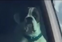 Video Viral: Cansado de esperar, este perro decidió llamar la atención de su dueño