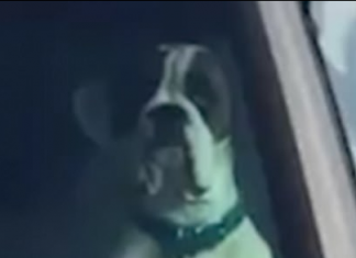 Video Viral: Cansado de esperar, este perro decidió llamar la atención de su dueño