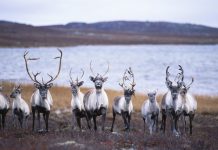 El esquí de fondo, la última amenaza para los renos