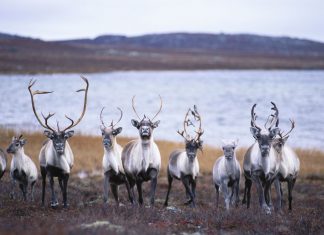 El esquí de fondo, la última amenaza para los renos