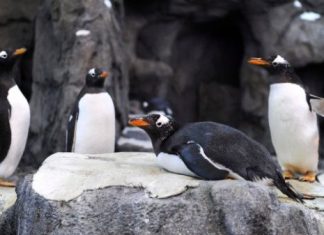 Ola de frío en Canadá obligó a cambiar de refugio de pingüinos