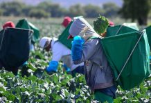 Aumento al salario mínimo a 14 dólares en Canadá afectará a migrantes jornaleros