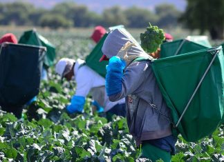 Aumento al salario mínimo a 14 dólares en Canadá afectará a migrantes jornaleros