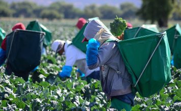 Aumento al salario mínimo a 14 dólares en Canadá afectará a migrantes jornaleros