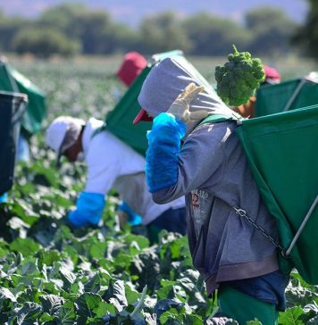 Aumento al salario mínimo a 14 dólares en Canadá afectará a migrantes jornaleros