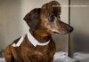 Canadá: Imprimen en 3D un nuevo cráneo para un perro salchicha con cáncer