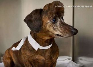 Canadá: Imprimen en 3D un nuevo cráneo para un perro salchicha con cáncer