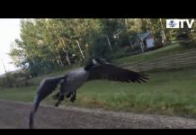 Ganso sigue a camioneta hasta llegar a casa en Canadá