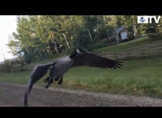 Ganso sigue a camioneta hasta llegar a casa en Canadá