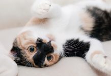 ¿Aún no creen que nos echan de menos? Canadiense filma en secreto a su gato cuando está solo