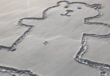 El misterio resuelto: ¿Cómo le hicieron el ombligo a este enorme oso polar?