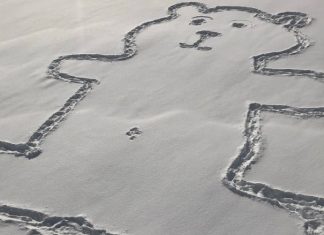 El misterio resuelto: ¿Cómo le hicieron el ombligo a este enorme oso polar?