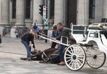 Los carruajes pronto serán prohibidos en Montreal y esto es lo que sucederá con los caballos