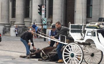 Los carruajes pronto serán prohibidos en Montreal y esto es lo que sucederá con los caballos