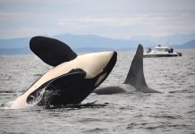 Canadá prohibe la captura y cría de ballenas y delfines