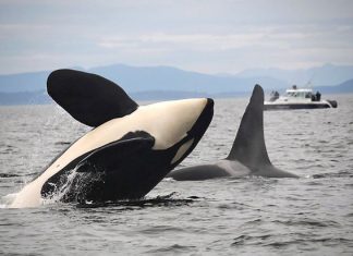 Canadá prohibe la captura y cría de ballenas y delfines