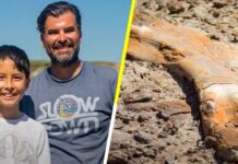 Video: Un niño canadiense de 12 años descubre el esqueleto de dinosaurio