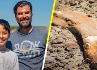 Video: Un niño canadiense de 12 años descubre el esqueleto de dinosaurio