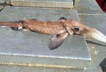 Canadá: Atrapan al pez fantasma que vive a 2,600 metros de profundidad