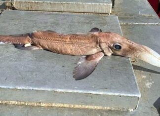 Canadá: Atrapan al pez fantasma que vive a 2,600 metros de profundidad