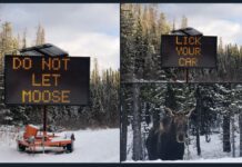 Canadá pide a conductores no permitir que los alces laman sus automóviles