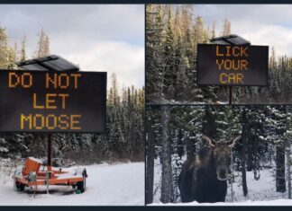 Canadá pide a conductores no permitir que los alces laman sus automóviles