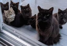 Montreal: Una gata callejera le trae su camada a la mujer que le daba de comer