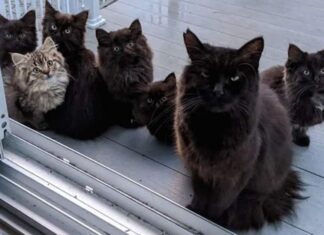 Montreal: Una gata callejera le trae su camada a la mujer que le daba de comer