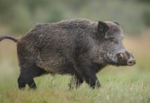 Cerdos salvajes invaden Canadá y construyen ‘pigloos’ para soportar el frío