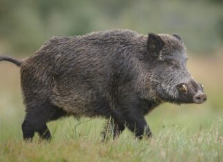 Cerdos salvajes invaden Canadá y construyen ‘pigloos’ para soportar el frío