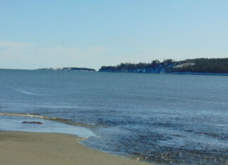 Un santuario natural en la costa de Canadá para cetaceos que están en cautiverio