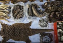 OMS pide suspender venta de animales salvajes ante riesgo de transmisión de nuevas enfermedades