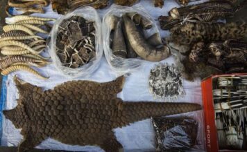 OMS pide suspender venta de animales salvajes ante riesgo de transmisión de nuevas enfermedades