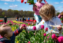 Primer Festival de Tulipanes en MONTREAL