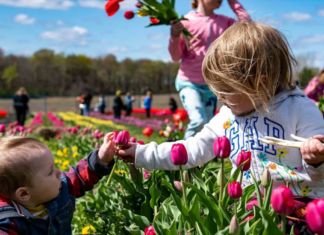 Primer Festival de Tulipanes en MONTREAL