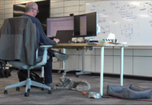 Empresa en Canadá permite que sus trabajadores lleven a sus perros