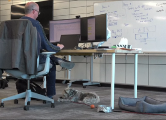 Empresa en Canadá permite que sus trabajadores lleven a sus perros