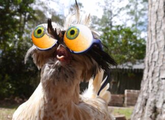 ¡PIO PIO…NO QUIERO LÍOS!